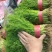 小茴香河北邢台茴香割拔都行25-30cm茴香大量供应