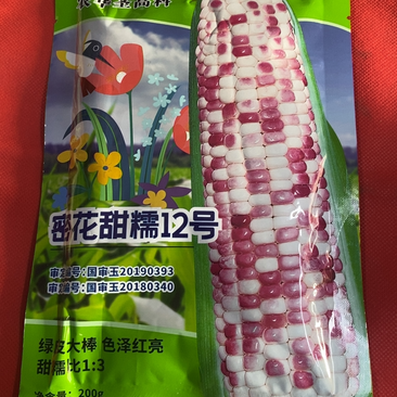 【国审】密花甜糯12号彩甜糯玉米种子大棒型口感好