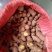 乐山金果榄种植基地直发货源充足质量保证地苦胆中药材