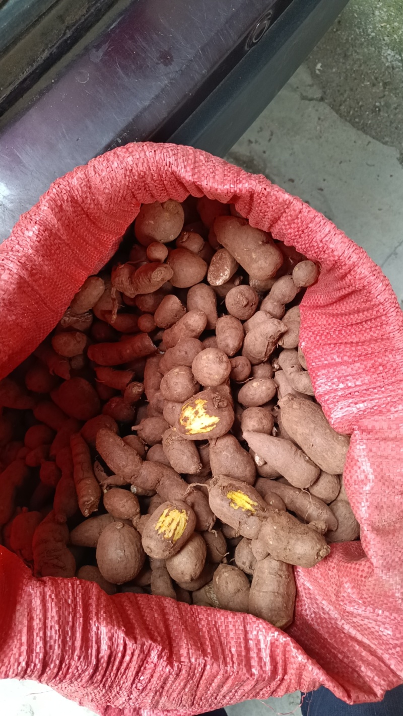 乐山金果榄种植基地直发货源充足质量保证地苦胆中药材