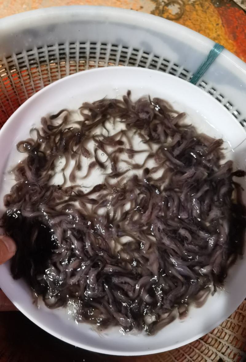 优选塘鲺鱼苗淡水养殖产地直销全国发货