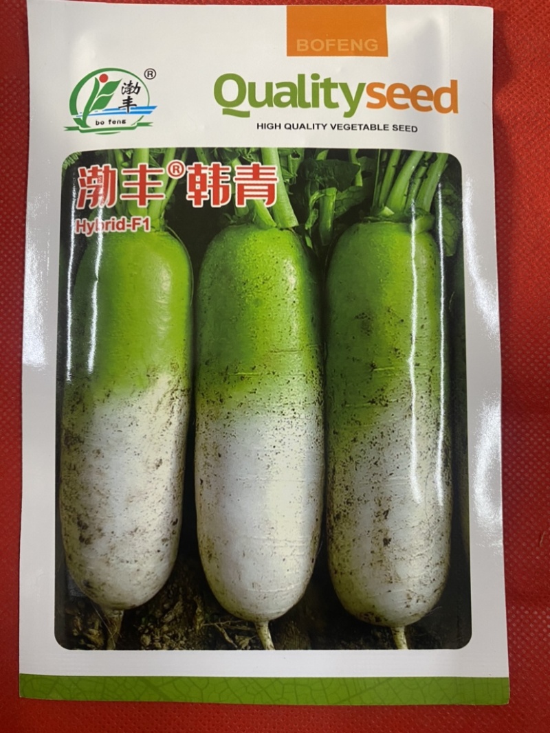 春季反季节杂交青首萝卜种子耐寒耐抽苔不易糠