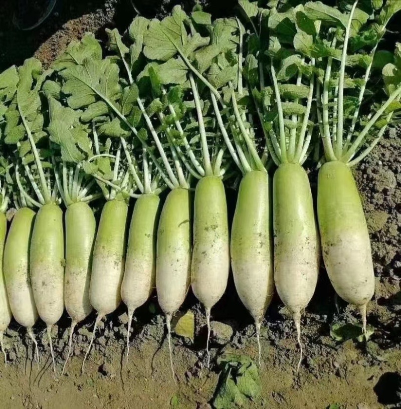 春季反季节杂交青首萝卜种子耐寒耐抽苔不易糠