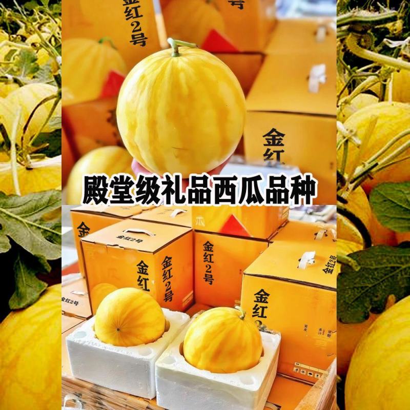 神奥金凤凰西瓜种子早熟高圆型黄皮黄瓤薄皮礼品西瓜种籽孑