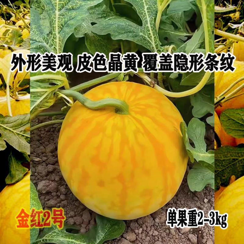 神奥金凤凰西瓜种子早熟高圆型黄皮黄瓤薄皮礼品西瓜种籽孑