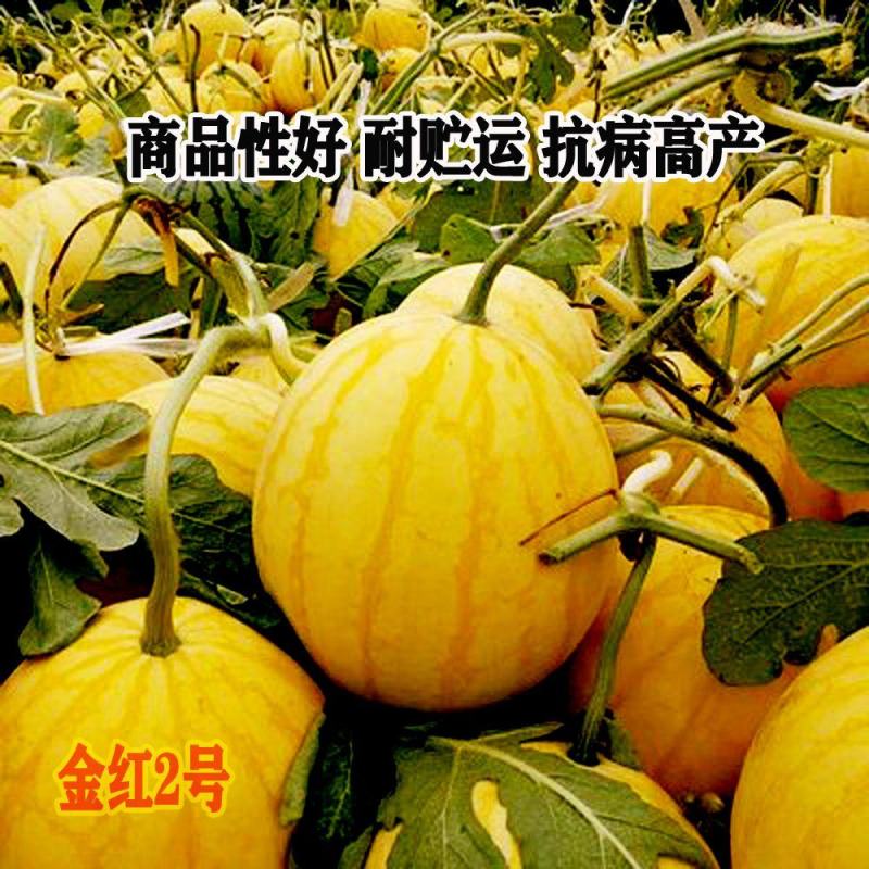 神奥金凤凰西瓜种子早熟高圆型黄皮黄瓤薄皮礼品西瓜种籽孑