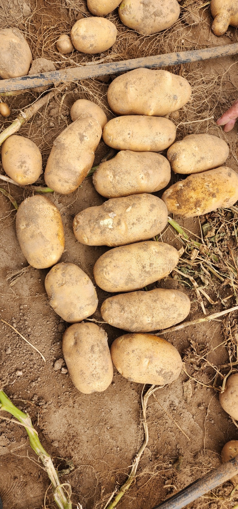 麦肯土豆大型基地产地一手货源对接大型生产厂欢迎来电