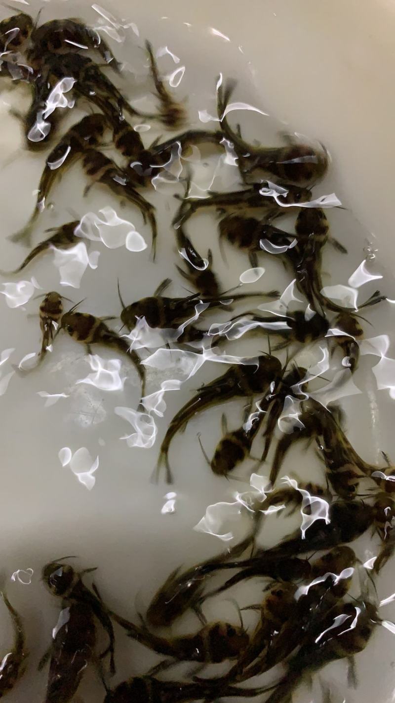 优选黄骨鱼苗淡水养殖产地直销全国发货