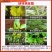 田当家缓释颗粒锌肥预防小叶黄叶病毒蔬菜果树大田基施撒施肥