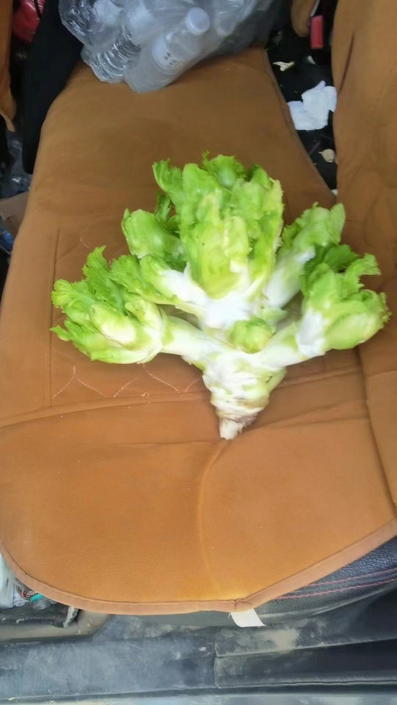 儿菜