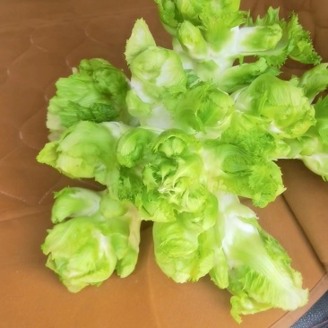 儿菜