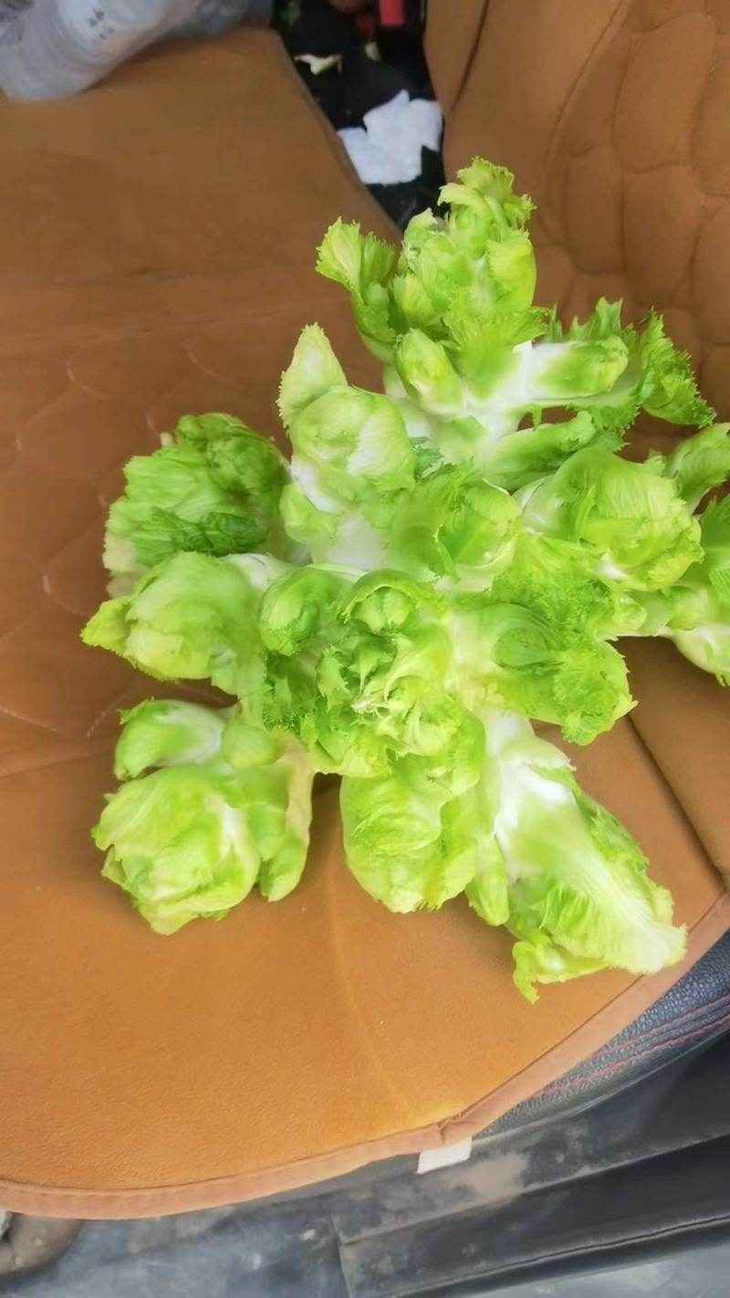 儿菜