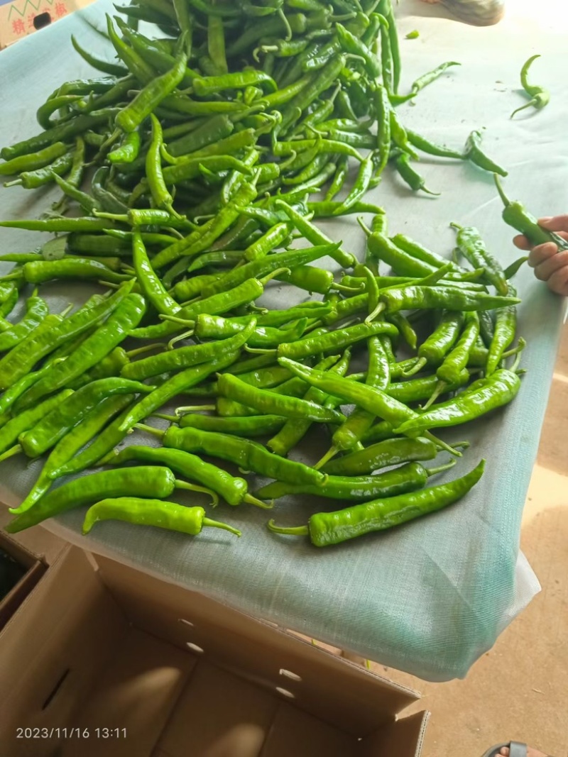 大量供应55号辣椒