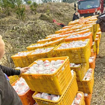 耙耙柑大量上市四川眉山产地直发新鲜采摘