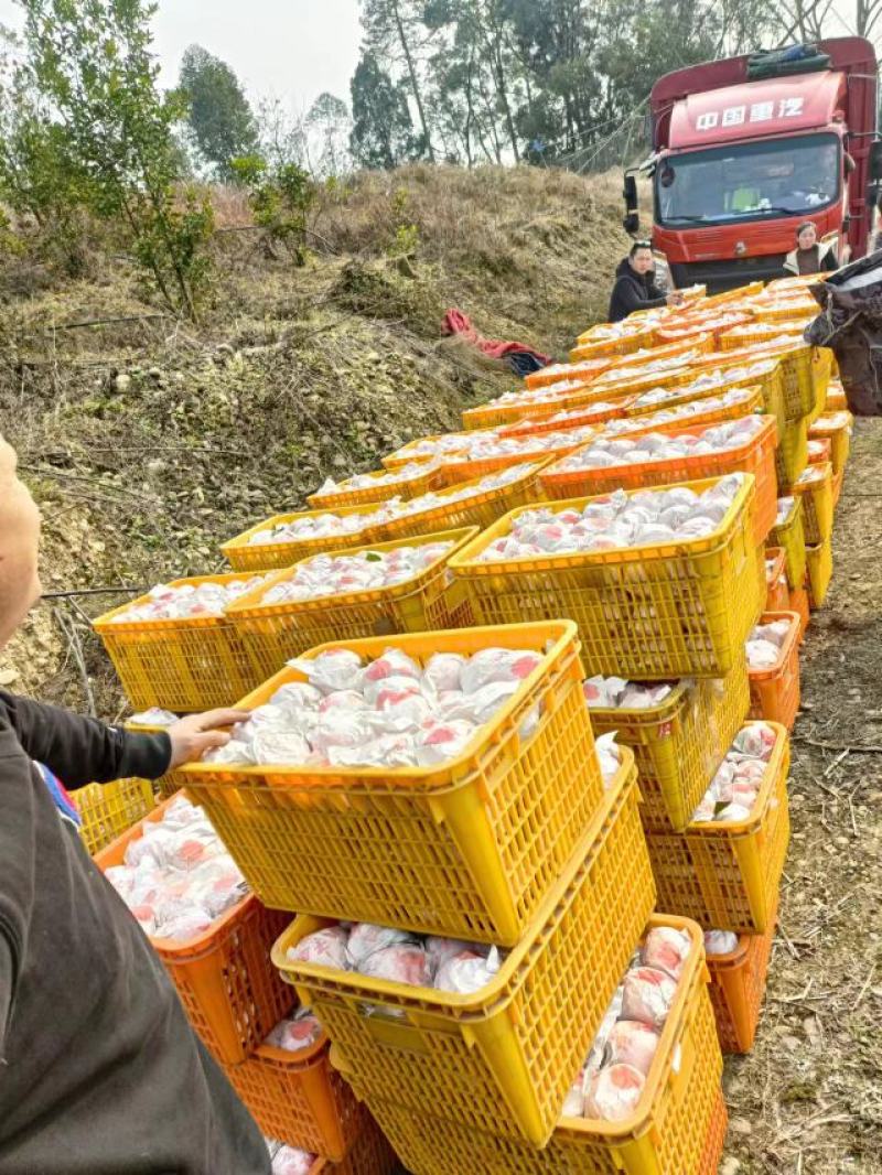 耙耙柑大量上市四川眉山产地直发新鲜采摘