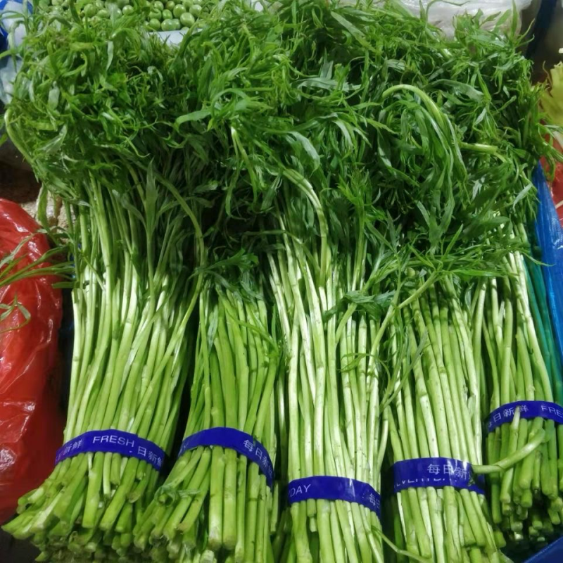 安徽精品推荐【芦蒿】现摘现发货源充足产地直供欢迎来电