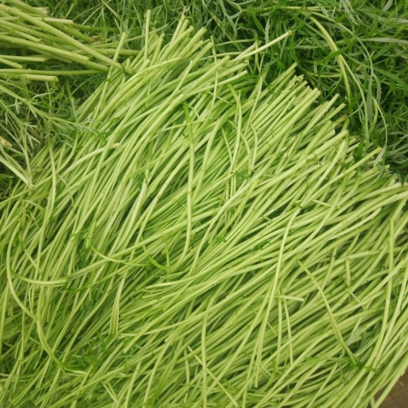 安徽精品推荐【芦蒿】现摘现发货源充足产地直供欢迎来电
