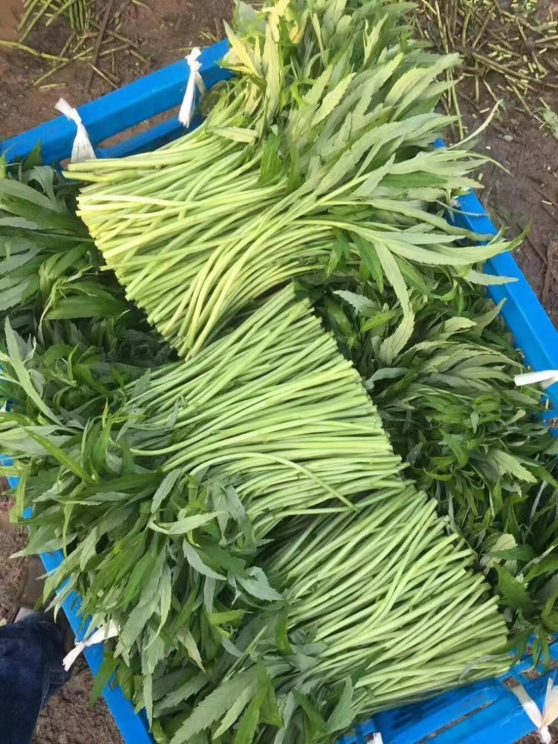 安徽精品芦蒿，一手货源，货源充足质量保证，全国发货。