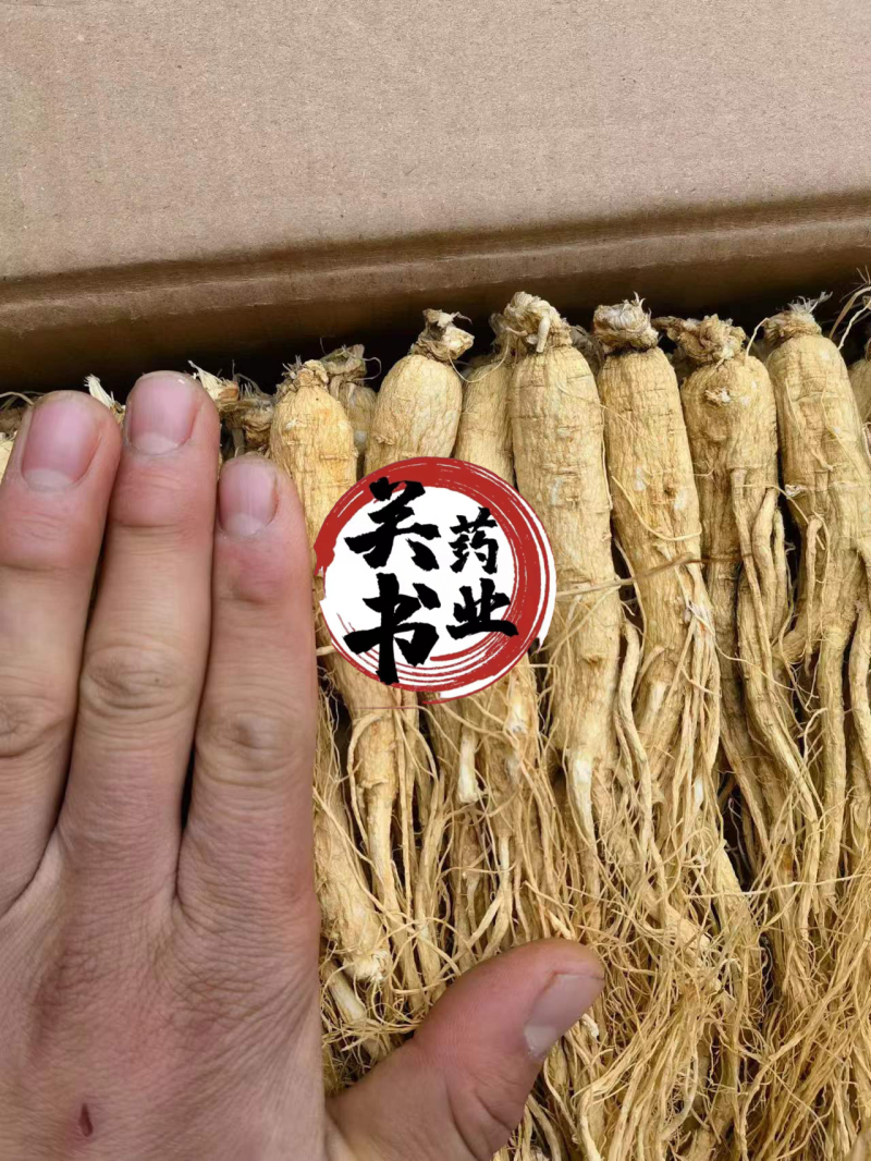 人参无硫原皮白须参45支批发各种规格参类