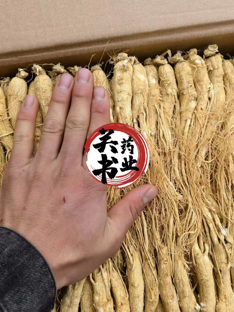 人参无硫原皮白须参45支批发各种规格参类