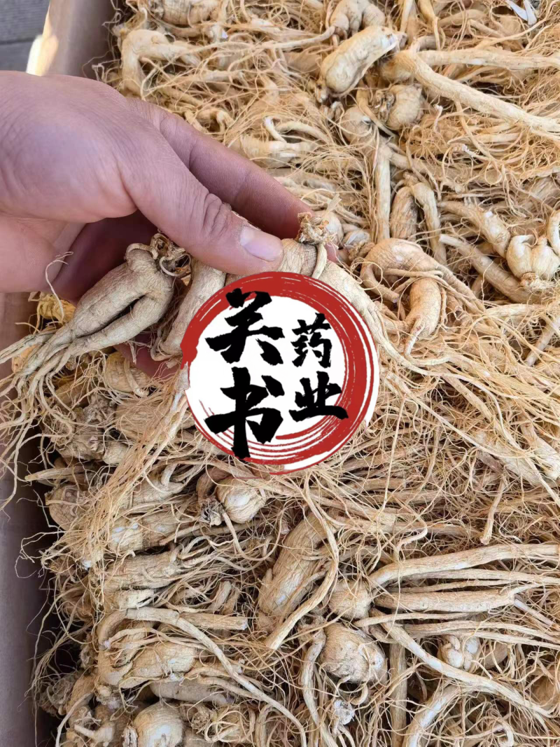 人参无硫原皮白须参45支批发各种规格参类