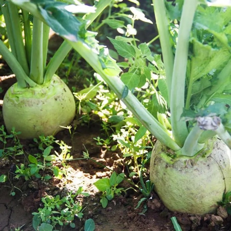 精品芥菜头芥菜疙瘩个头大产地直发全国发货