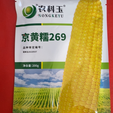 京黄糯269玉米种子早熟黄粘口感香糯