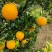 【爆】湖北九月红脐橙🍊供应市场电商~价格便宜～