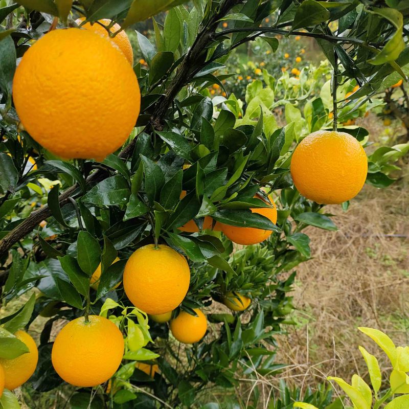 【爆】湖北九月红脐橙🍊供应市场电商~价格便宜～