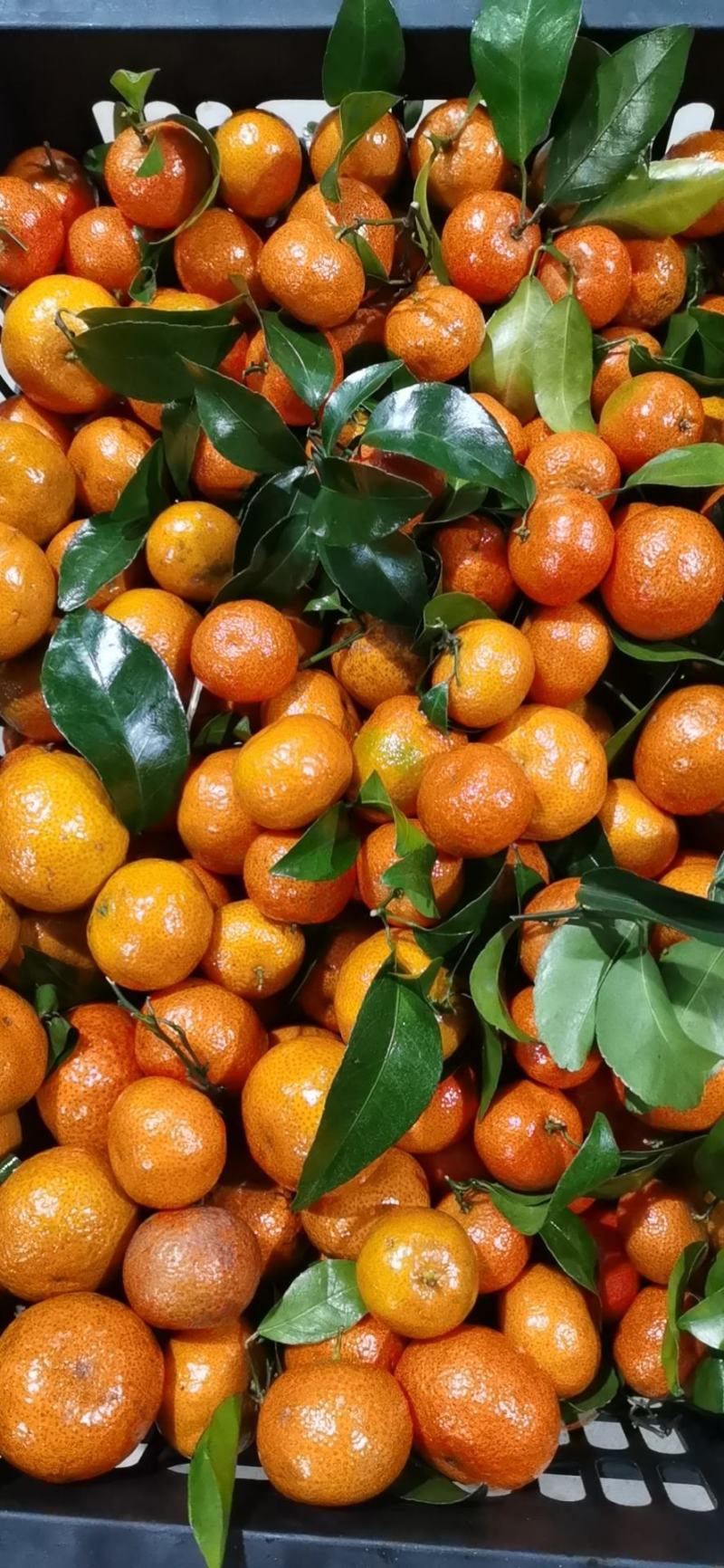 【推荐】广西贺州钟山沙糖桔🍊，果肉甜脆汁多化渣，欢迎咨询