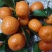 【推荐】广西贺州钟山沙糖桔🍊，果肉甜脆汁多化渣，欢迎咨询