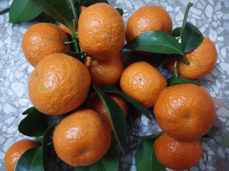 【推荐】广西贺州钟山沙糖桔🍊，果肉甜脆汁多化渣，欢迎咨询