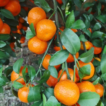 【推荐】广西贺州钟山沙糖桔🍊，果肉甜脆汁多化渣，欢迎咨询