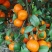 【推荐】广西贺州钟山沙糖桔🍊，果肉甜脆汁多化渣，欢迎咨询