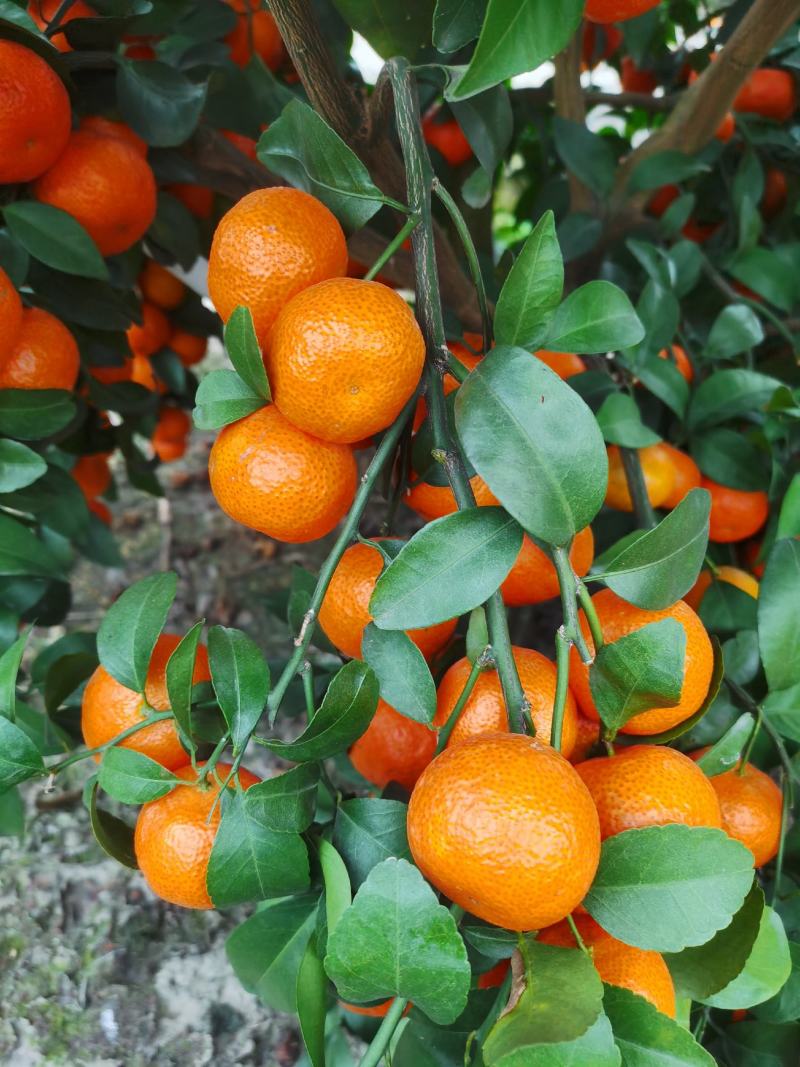 【推荐】广西贺州钟山沙糖桔🍊，果肉甜脆汁多化渣，欢迎咨询