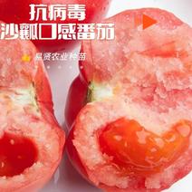 山东潍坊寿光早熟越夏秋延抗病毒沙瓤番茄种子口感水果柿子种