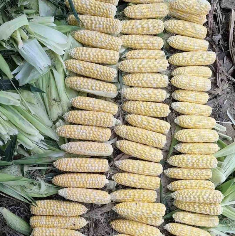 花超玉米云南玉米产地直供加工厂专用可视频看货电联