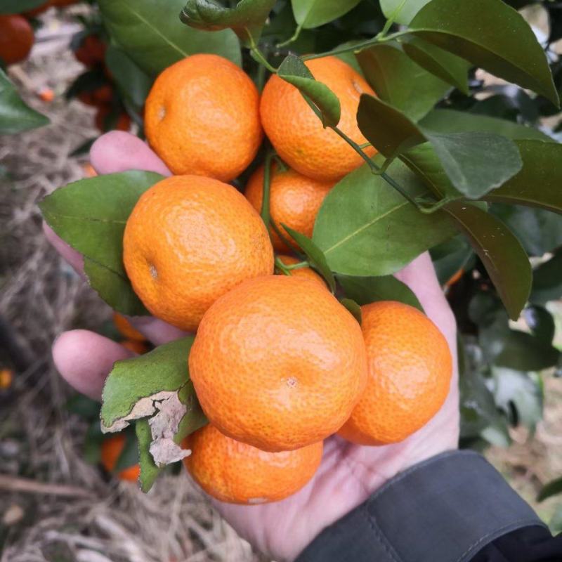 【推荐】广西贺州钟山沙糖桔🍊，果肉甜脆汁多化渣，欢迎咨询