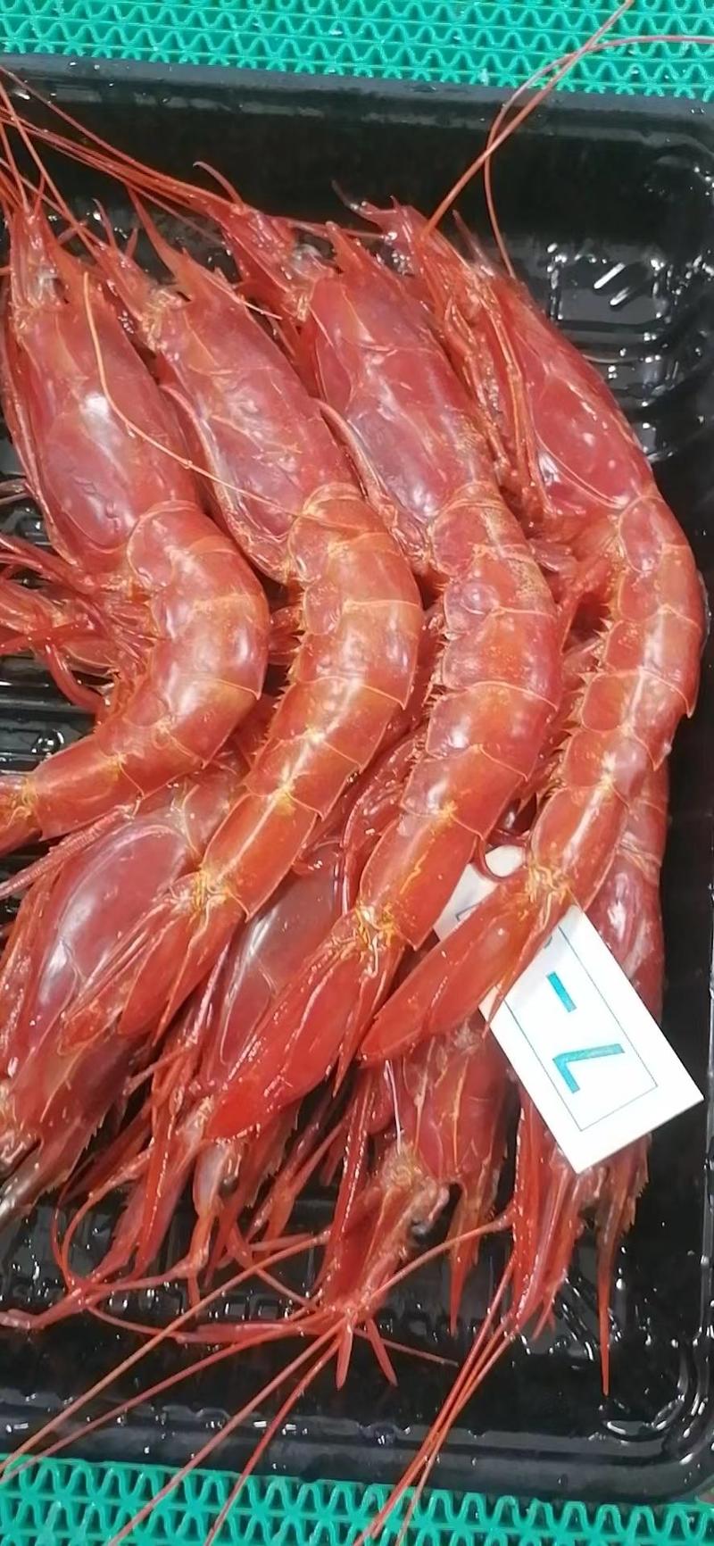 【推荐】全规格红魔虾国产红魔虾一手货源厂家批发