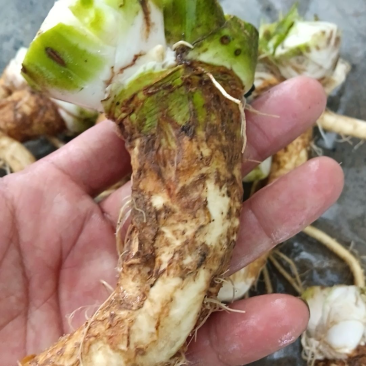 蔬菜