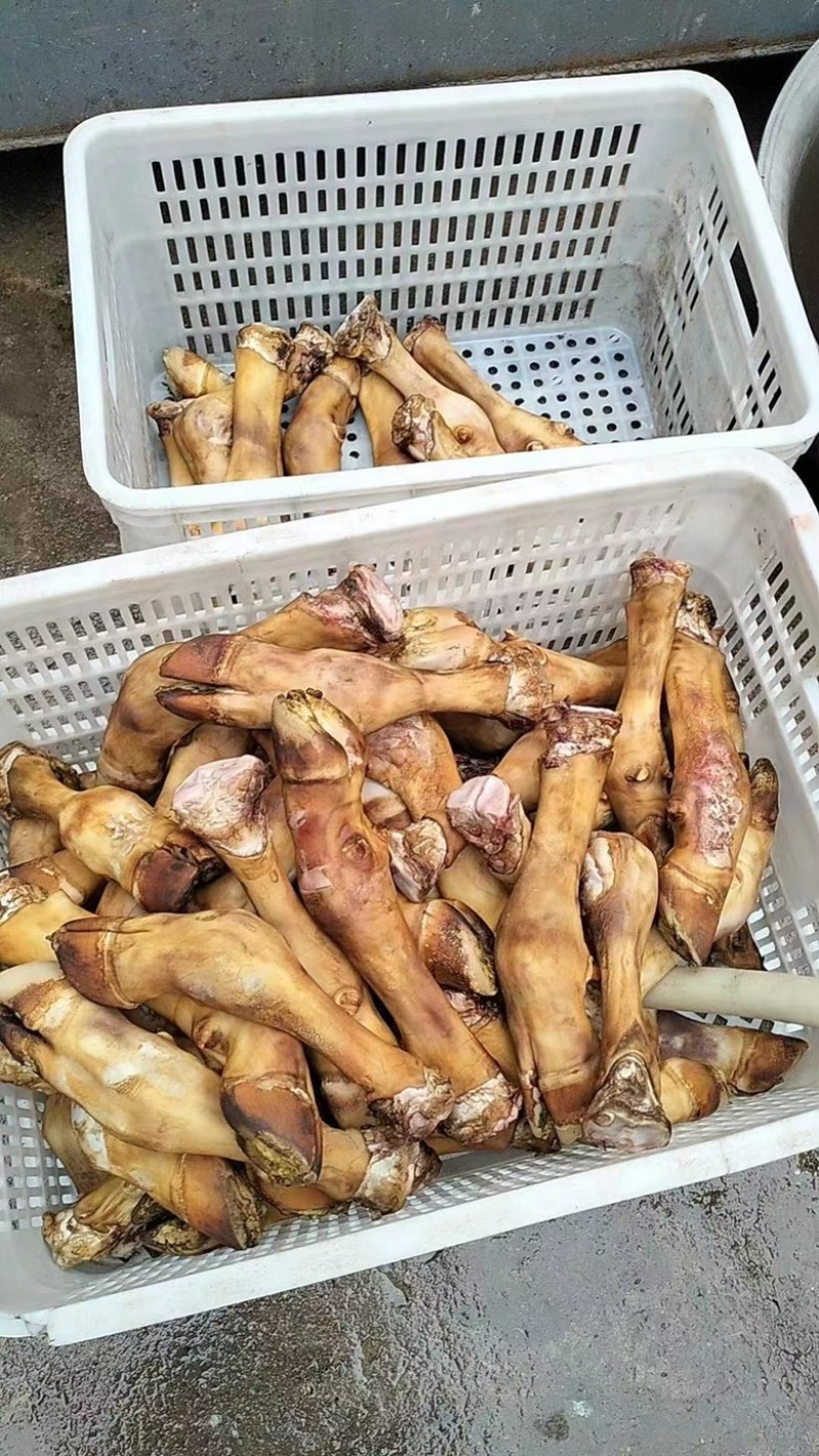 生小牛蹄