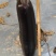 朝天椒