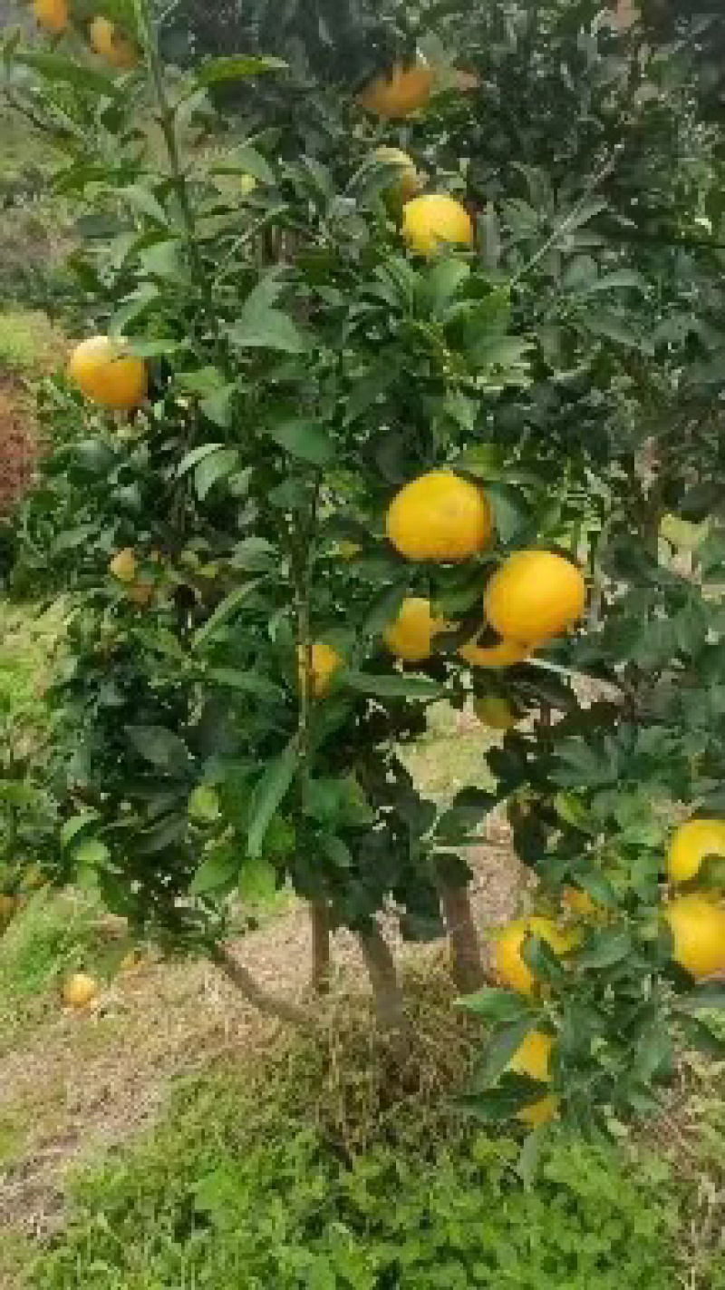 阳光一号桔柚。