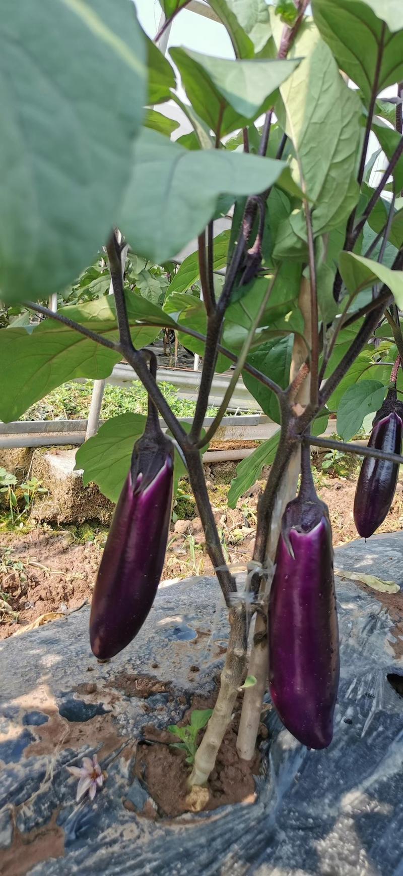 红茄种子早熟紫茄种子紫红茄子种子渝紫红早茄1号种子
