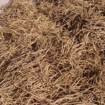 YS龙胆草统货需要量大的请提前订