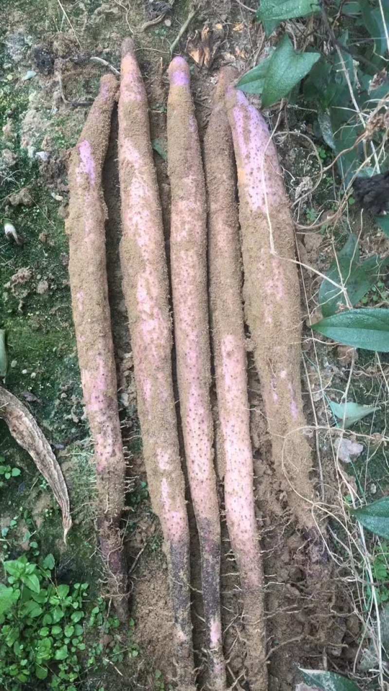 【实力】广西贺州小红叶淮山药-产地直发-量大从优-优惠