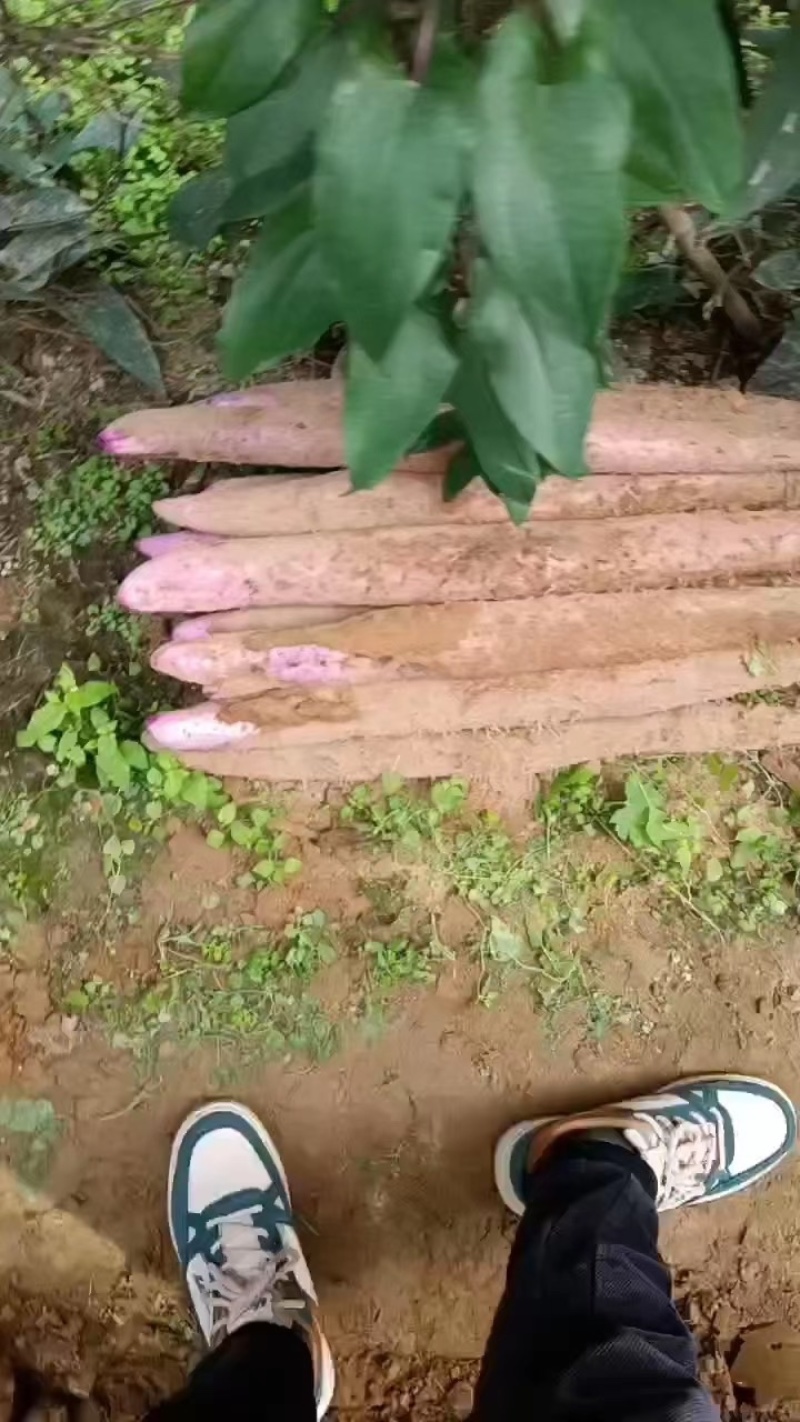 【实力】广西贺州小红叶淮山药-产地直发-量大从优-优惠