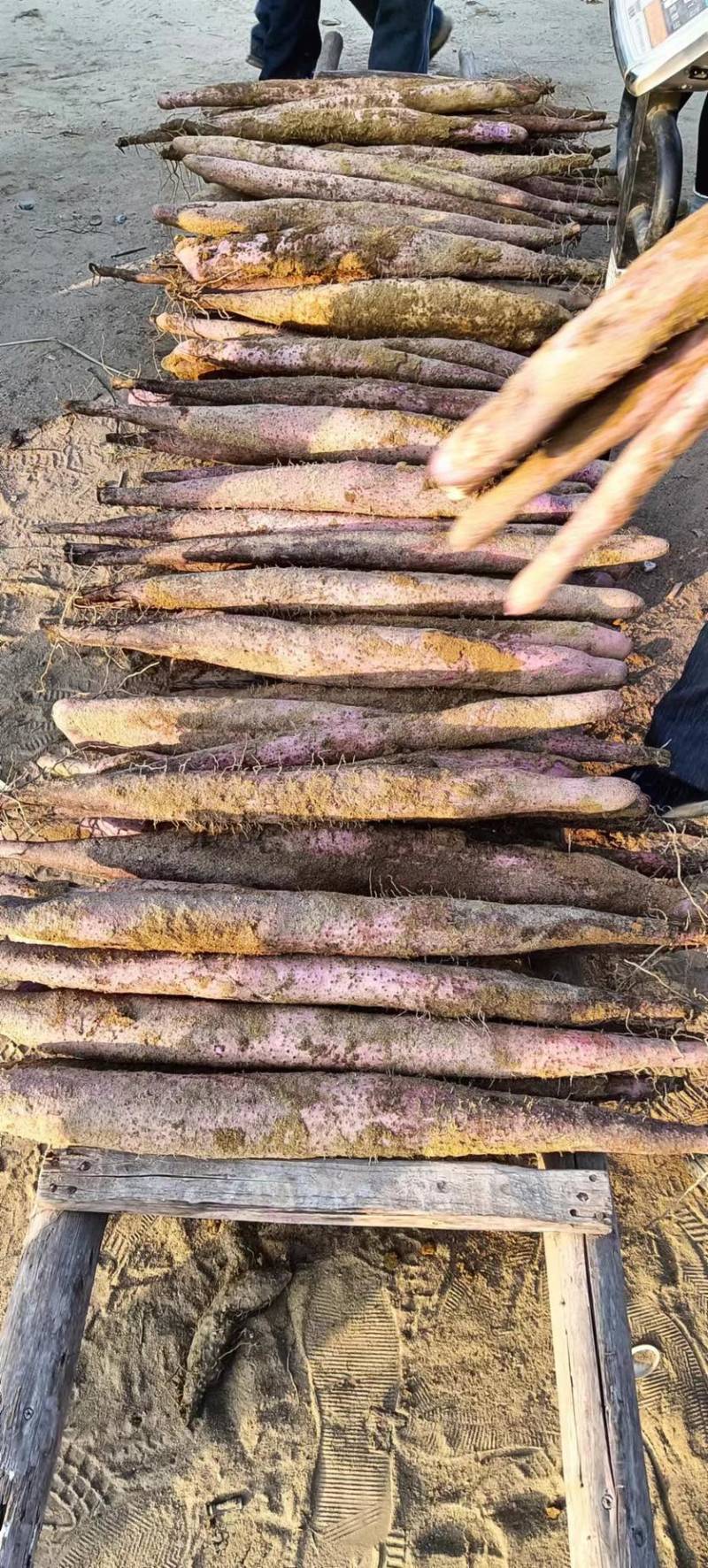 【实力】广西贺州小红叶淮山药-产地直发-量大从优-优惠