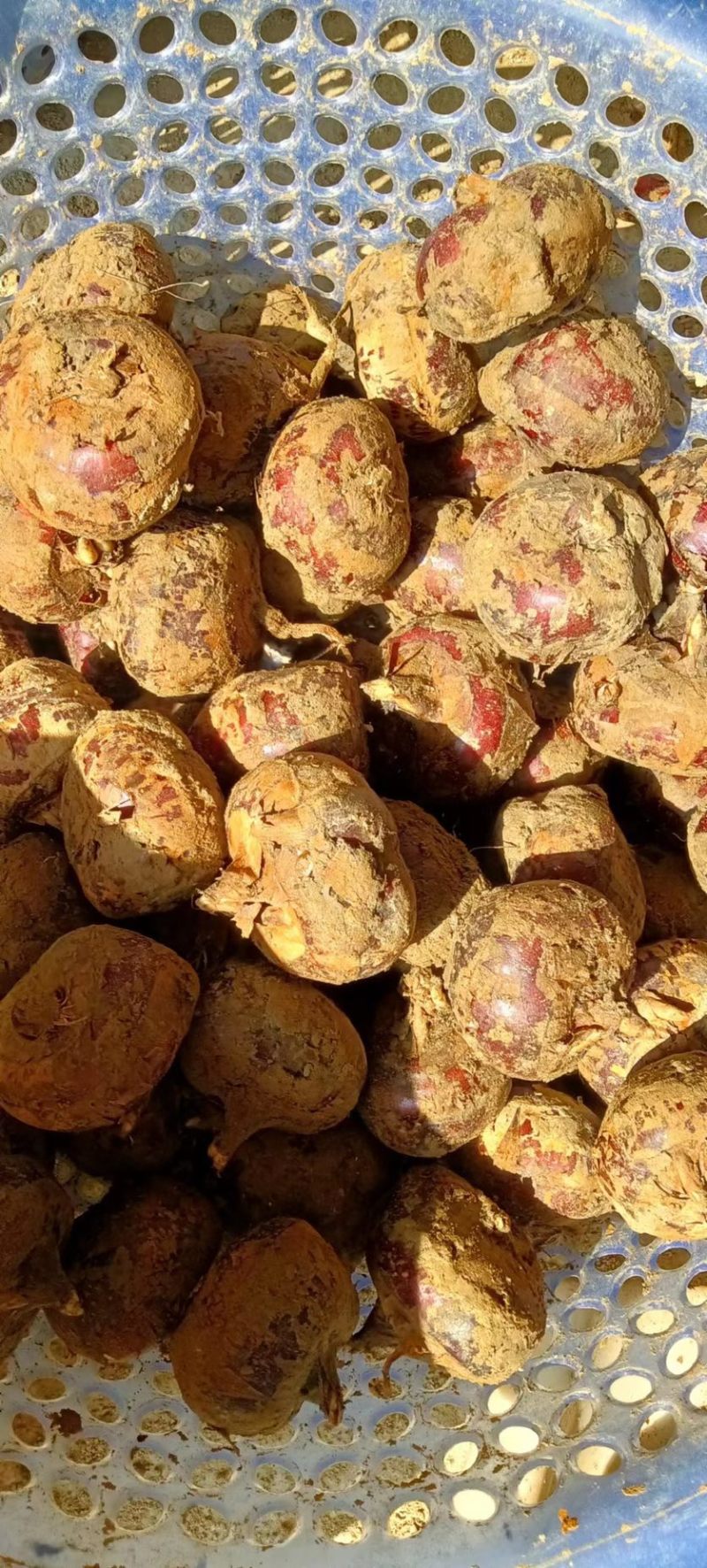 【实力】广西贺州毛马蹄-口感好-量大从优-价格优惠