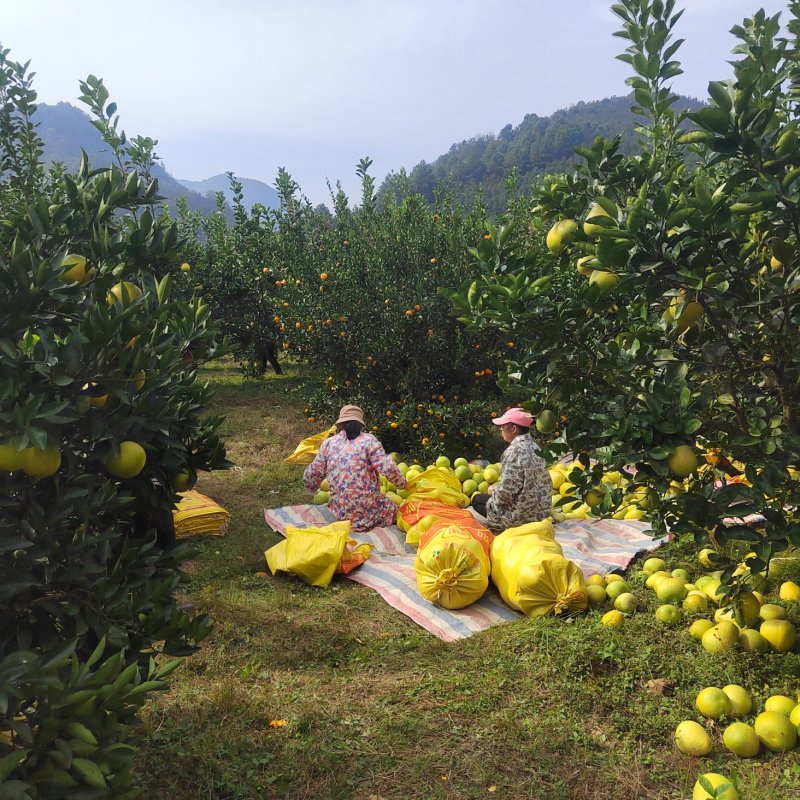 井冈蜜柚金兰柚批发果农自种白心柚